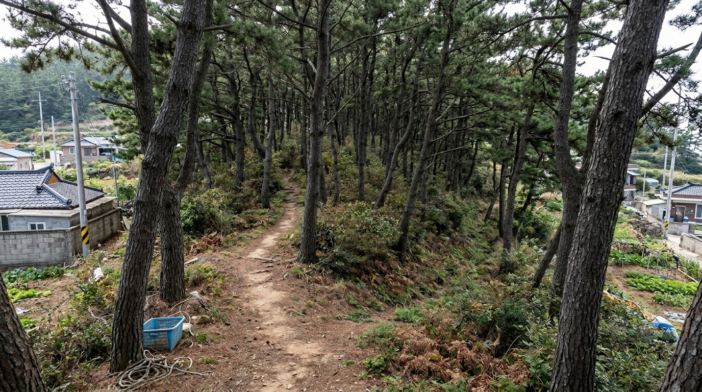 bg_pine_forest_trail