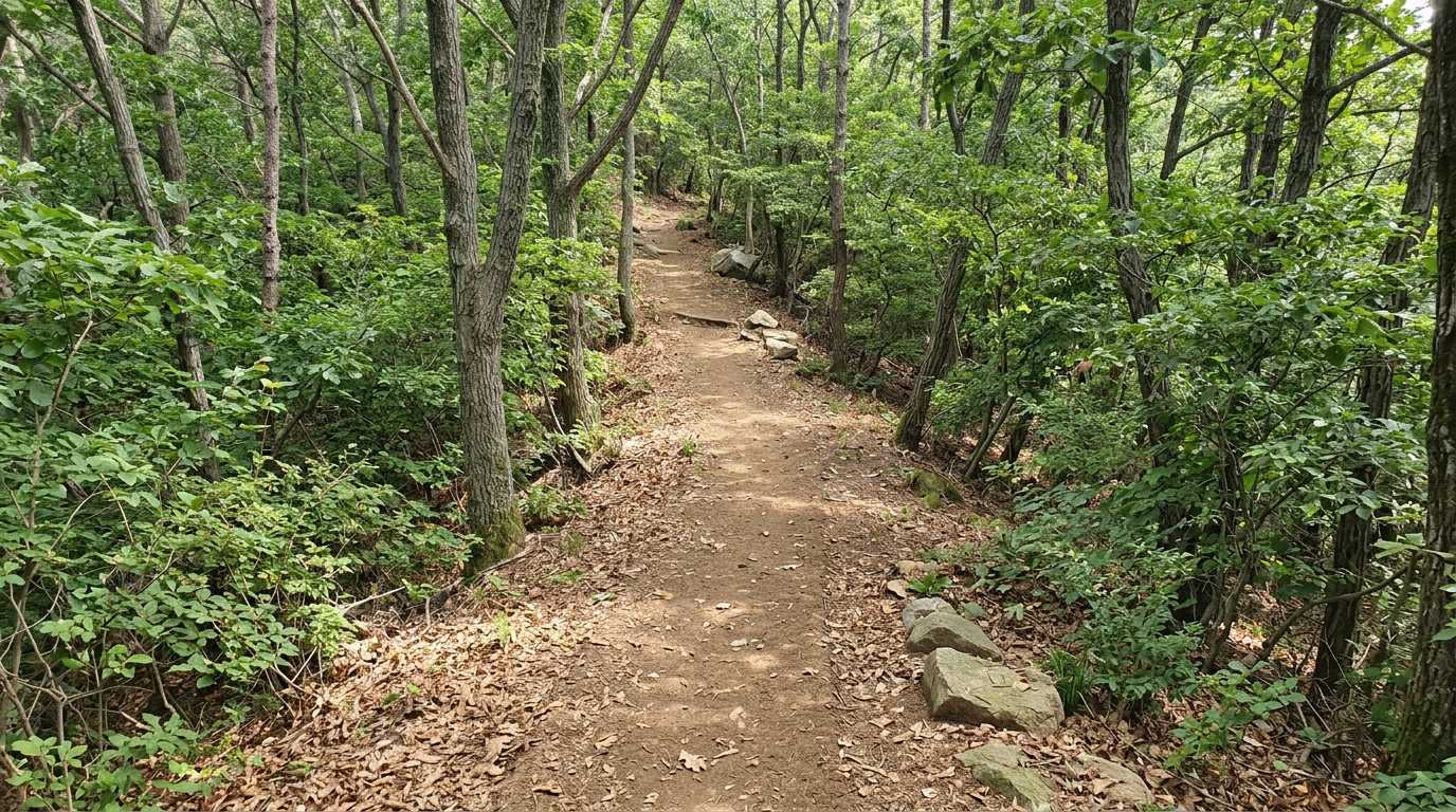 bg_dream_forest_path